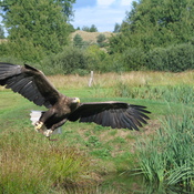 White-tailed Eagle